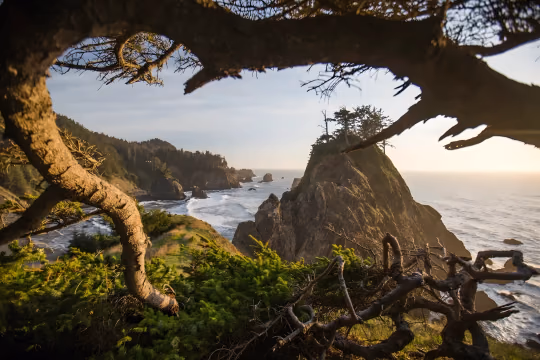 Rugged Oregon coastline framed by a windswept tree